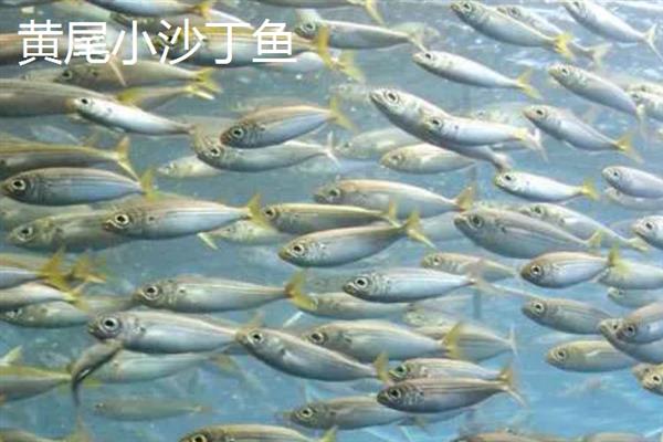 沙丁鱼的产区，仅沙丁鱼1种