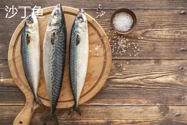 沙丁鱼的产区，仅沙丁鱼1种