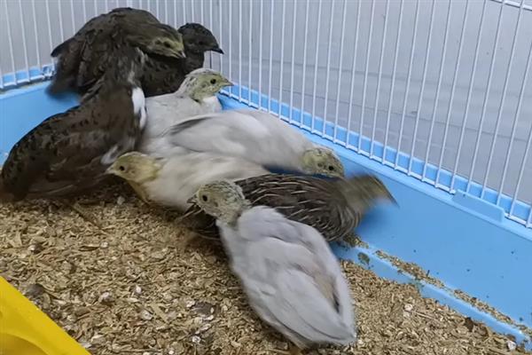 芦丁鸡是不是鹌鹑，属于鹌鹑里面的一个品种