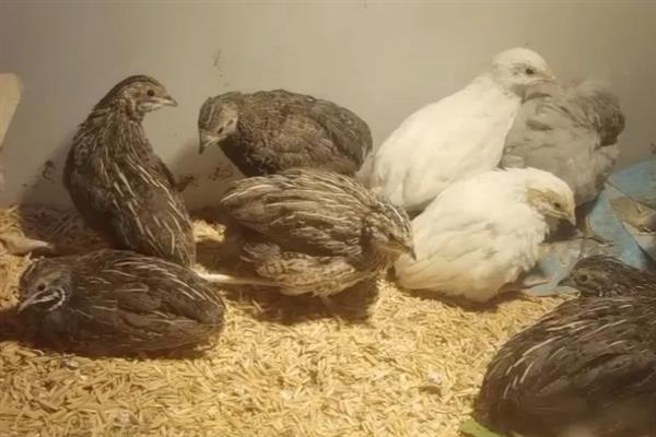 芦丁鸡是不是鹌鹑，属于鹌鹑里面的一个品种