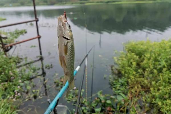 野钓适合用4.5米还是5.4米的鱼竿，鱼竿长度主要取决于作钓环境