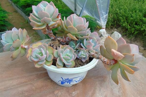 白凤多肉老桩的养殖方法，泥瓦盆种植为宜