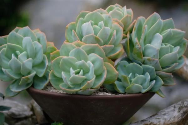 白凤多肉老桩的养殖方法，泥瓦盆种植为宜