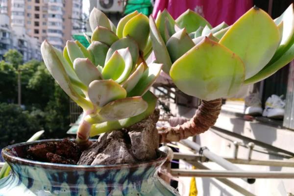 白凤多肉老桩的养殖方法，泥瓦盆种植为宜