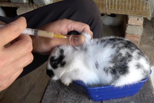 预防兔子感冒的方法，在兔舍中放置毛毯可供兔子御寒