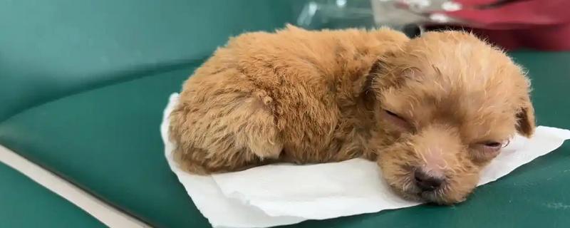 狗吐白沫的原因，可能是吃多了不消化所致