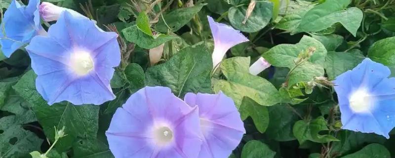 牵牛花怎么种植，建议在每年春季进行栽种