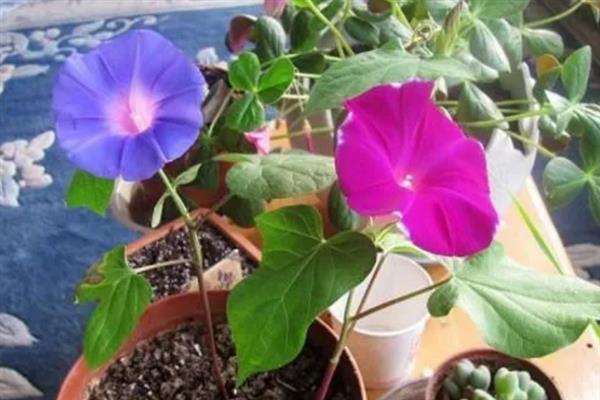 牵牛花怎么种植，建议在每年春季进行栽种