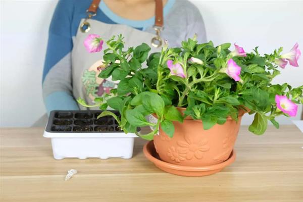 牵牛花怎么种植，建议在每年春季进行栽种