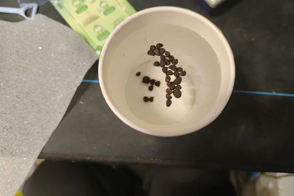 牵牛花怎么种植，建议在每年春季进行栽种