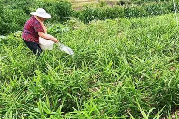怎么种植生姜，株距保持在30厘米左右