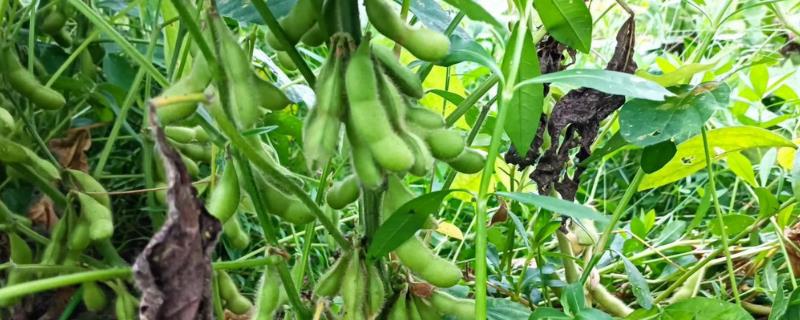 毛豆怎么种植，生长旺季追施2-3次磷钾肥