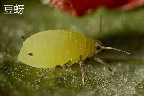 毛豆怎么种植，生长旺季追施2-3次磷钾肥