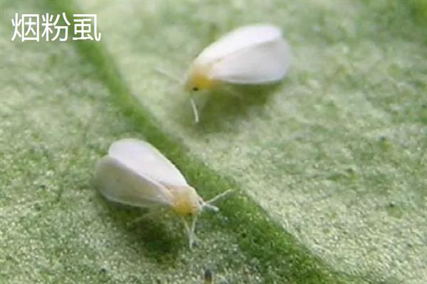 毛豆怎么种植，生长旺季追施2-3次磷钾肥