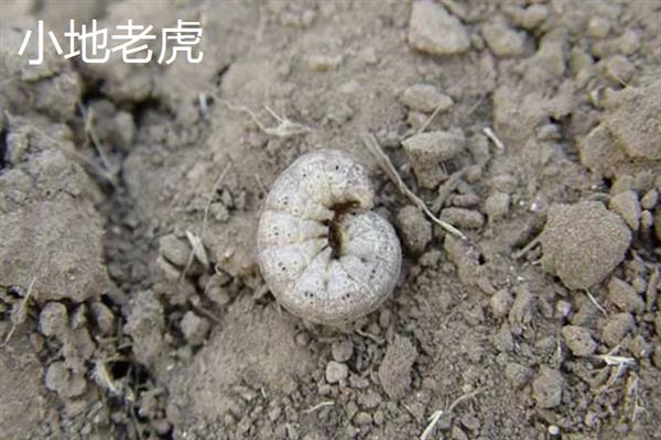 毛豆怎么种植，生长旺季追施2-3次磷钾肥