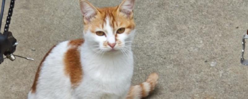 猫口腔溃疡有什么症状，长时间流口水、口臭严重均是发病表现