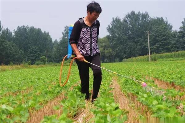 毛豆怎么种植，生长旺季追施2-3次磷钾肥