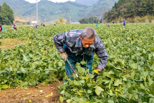 毛豆怎么种植，生长旺季追施2-3次磷钾肥