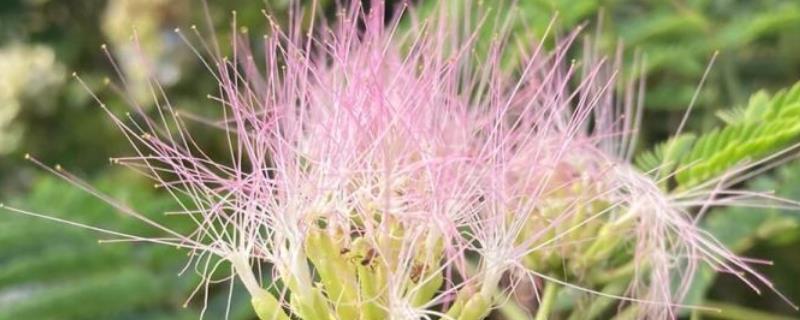 榕花树花的作用，具有观赏价值