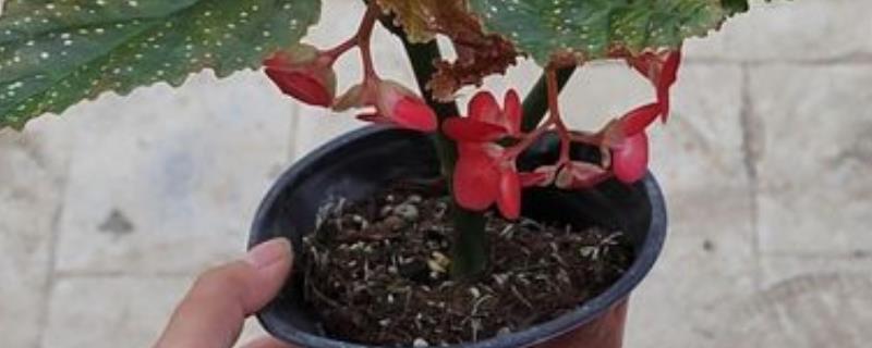竹节秋海棠花盆如何挑，根据生长阶段来选盆