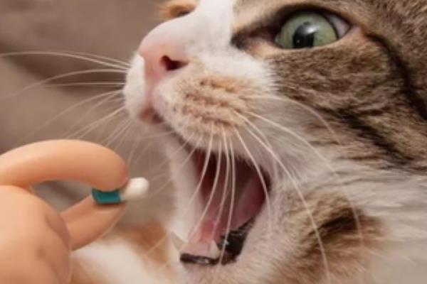 猫口腔溃疡有什么症状，长时间流口水、口臭严重均是发病表现
