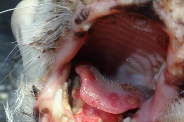 猫口腔溃疡有什么症状，长时间流口水、口臭严重均是发病表现