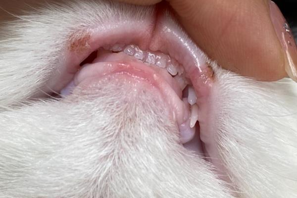 猫口腔溃疡有什么症状，长时间流口水、口臭严重均是发病表现