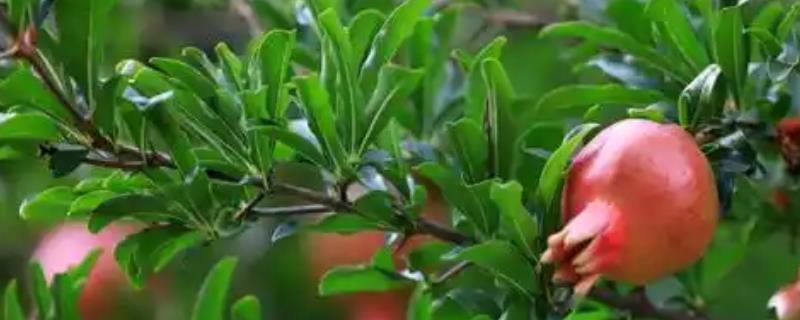 石榴树太高可以剪头吗，剪除顶部枝条可抑制顶端的生长优势