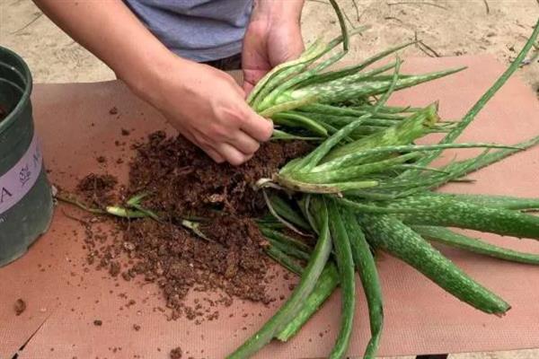怎么养护芦荟，生长旺期每隔15-20天追肥一次