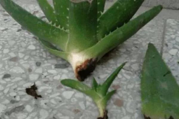 怎么养护芦荟，生长旺期每隔15-20天追肥一次
