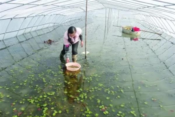 大棚养虾的成本和利润，一亩池塘的净利润为22000元左右