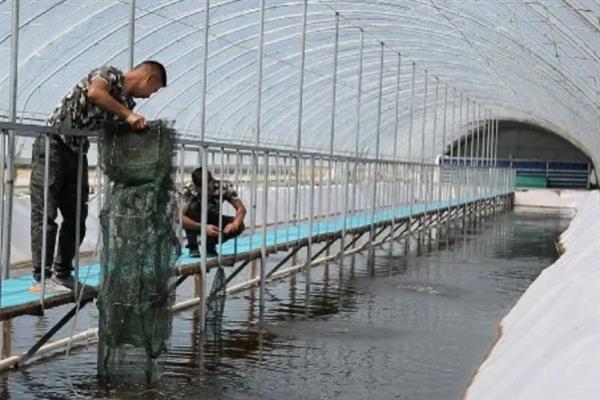 大棚养虾的成本和利润，一亩池塘的净利润为22000元左右