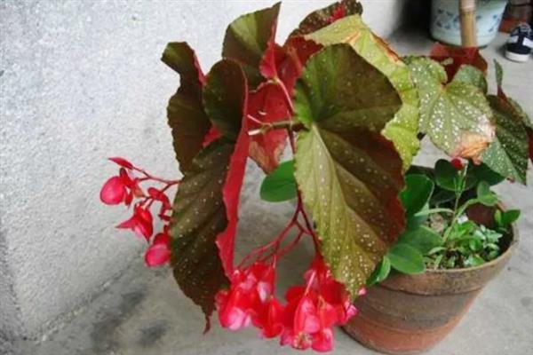竹节秋海棠花盆如何挑，根据生长阶段来选盆