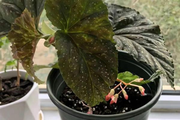 竹节秋海棠花盆如何挑，根据生长阶段来选盆