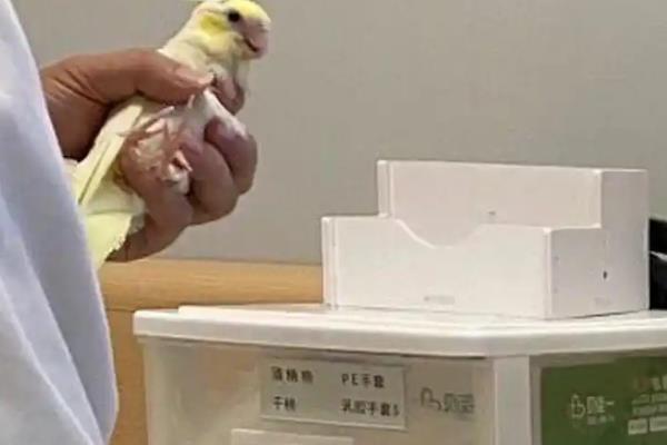 小鹦鹉感冒能不能自然恢复，因病菌感染而感冒无法自愈
