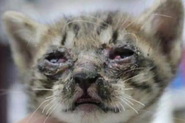 猫口腔溃疡有什么症状，长时间流口水、口臭严重均是发病表现