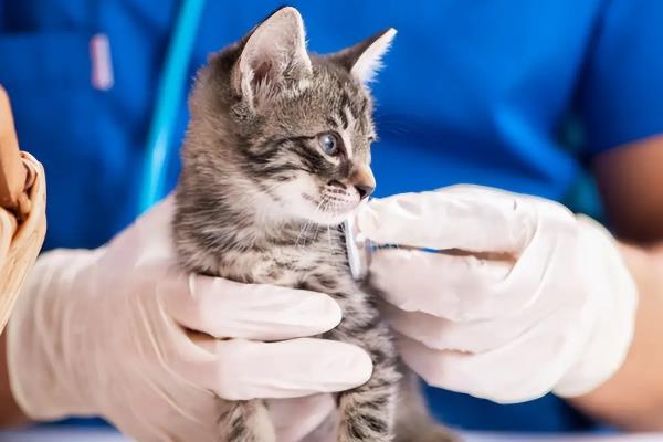 猫口腔溃疡有什么症状，长时间流口水、口臭严重均是发病表现