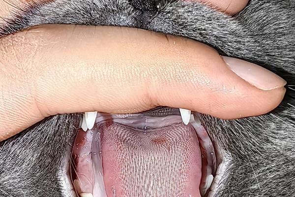 猫口腔溃疡有什么症状，长时间流口水、口臭严重均是发病表现