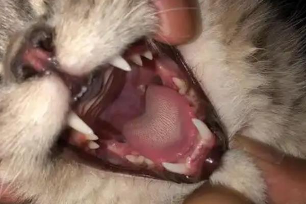 猫口腔溃疡有什么症状，长时间流口水、口臭严重均是发病表现