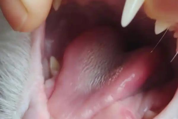 猫口腔溃疡有什么症状，长时间流口水、口臭严重均是发病表现