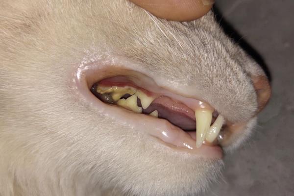 猫口腔溃疡有什么症状，长时间流口水、口臭严重均是发病表现