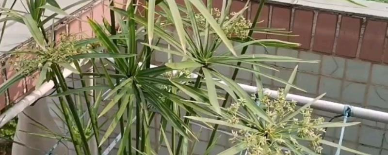 怎么养殖水竹，生长季节让盆土保持湿润
