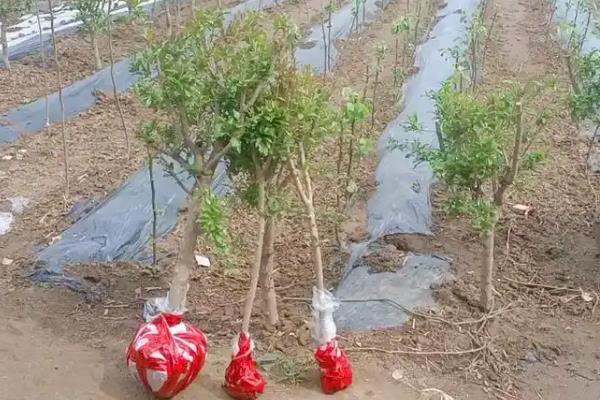 石榴树太高可以剪头吗，剪除顶部枝条可抑制顶端的生长优势