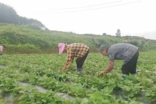 红薯叶怎么种植，可以在4-5月份进行