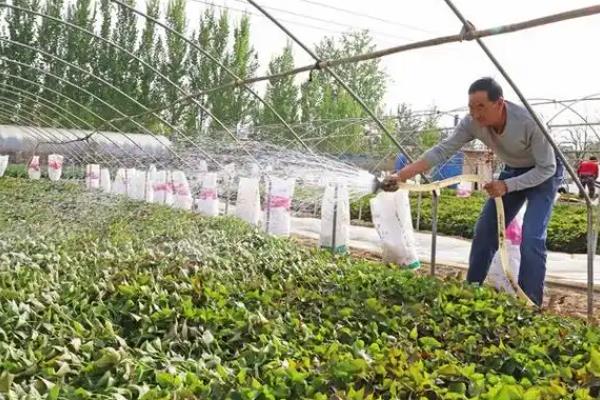 红薯叶怎么种植，可以在4-5月份进行