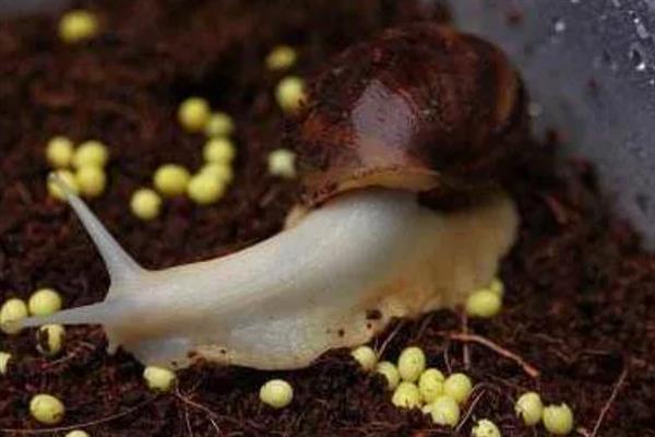 白玉蜗牛怎么养殖，养殖场地需充分做好防逃措施