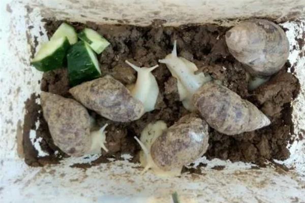 白玉蜗牛怎么养殖，养殖场地需充分做好防逃措施