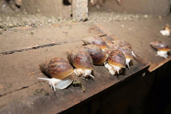 白玉蜗牛怎么养殖，养殖场地需充分做好防逃措施