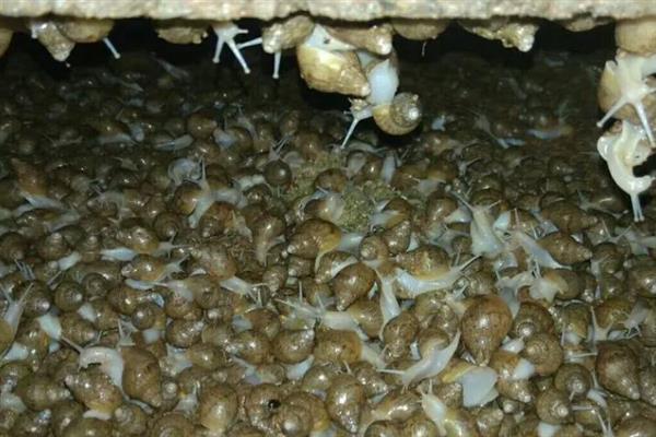白玉蜗牛怎么养殖，养殖场地需充分做好防逃措施