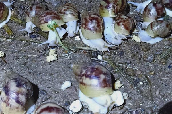 白玉蜗牛怎么养殖，养殖场地需充分做好防逃措施